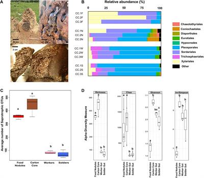 Complementary Contribution of Fungi and Bacteria to Lignocellulose Digestion in the Food Stored by a Neotropical Higher Termite